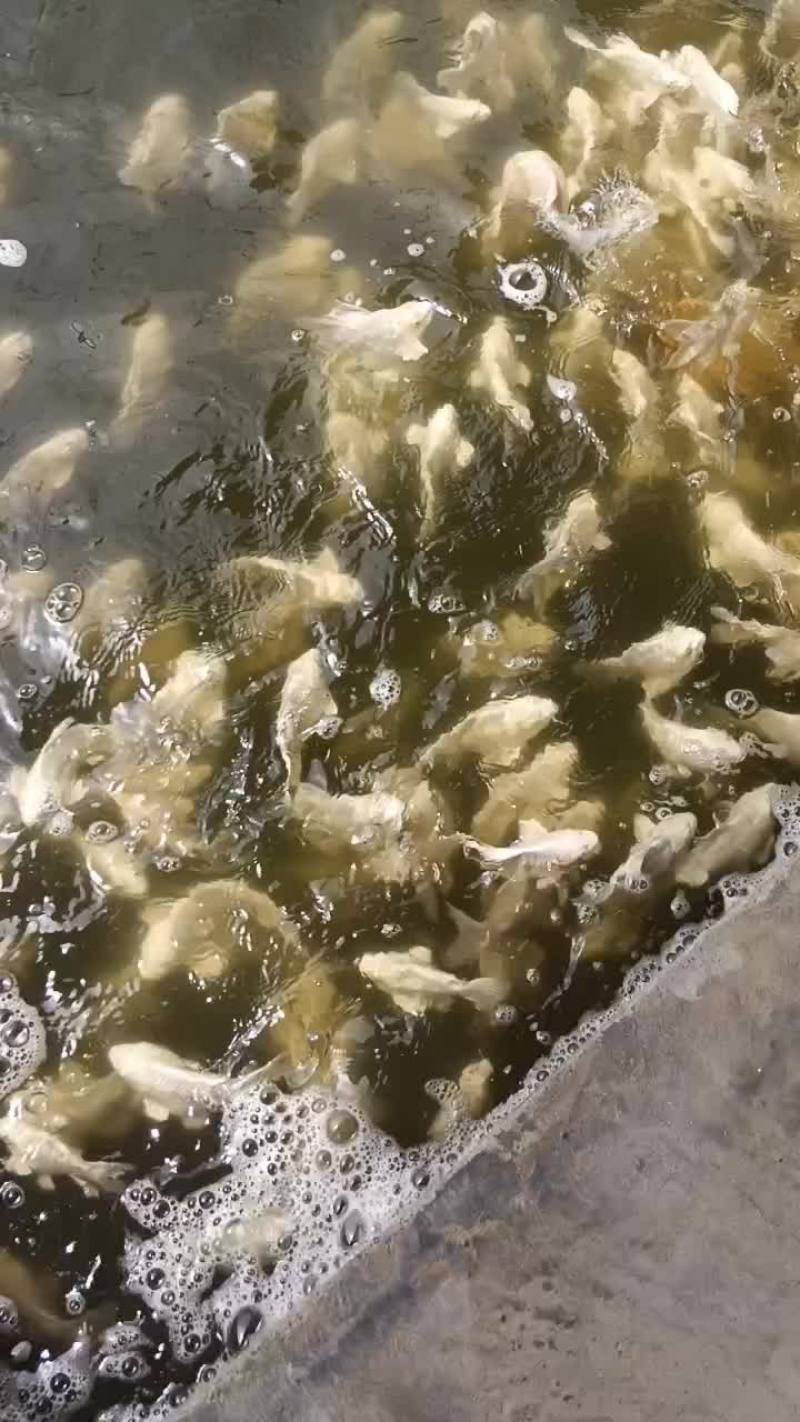 苹果