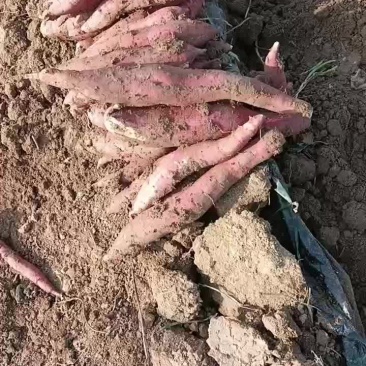 精品一指香板栗薯