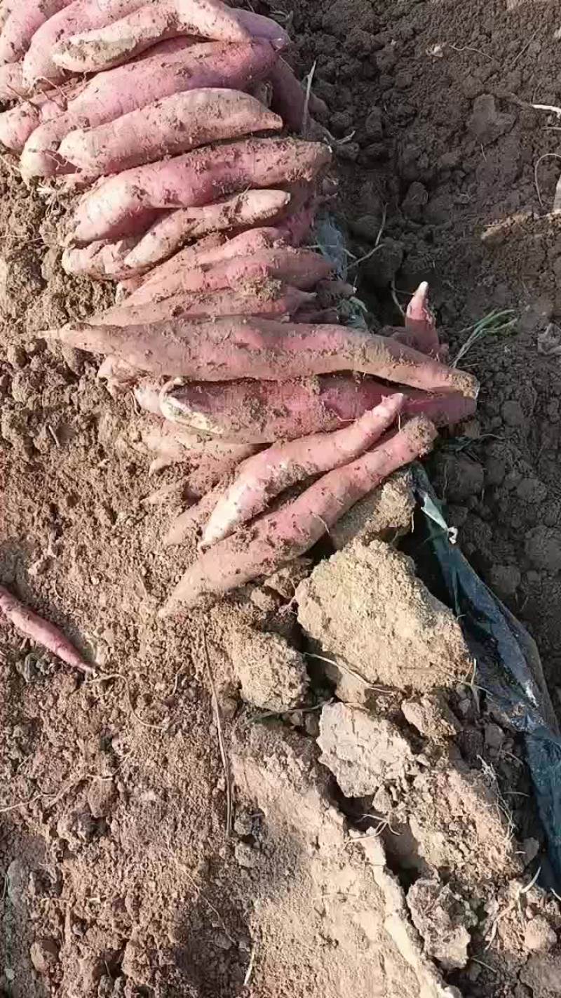 精品一指香板栗薯