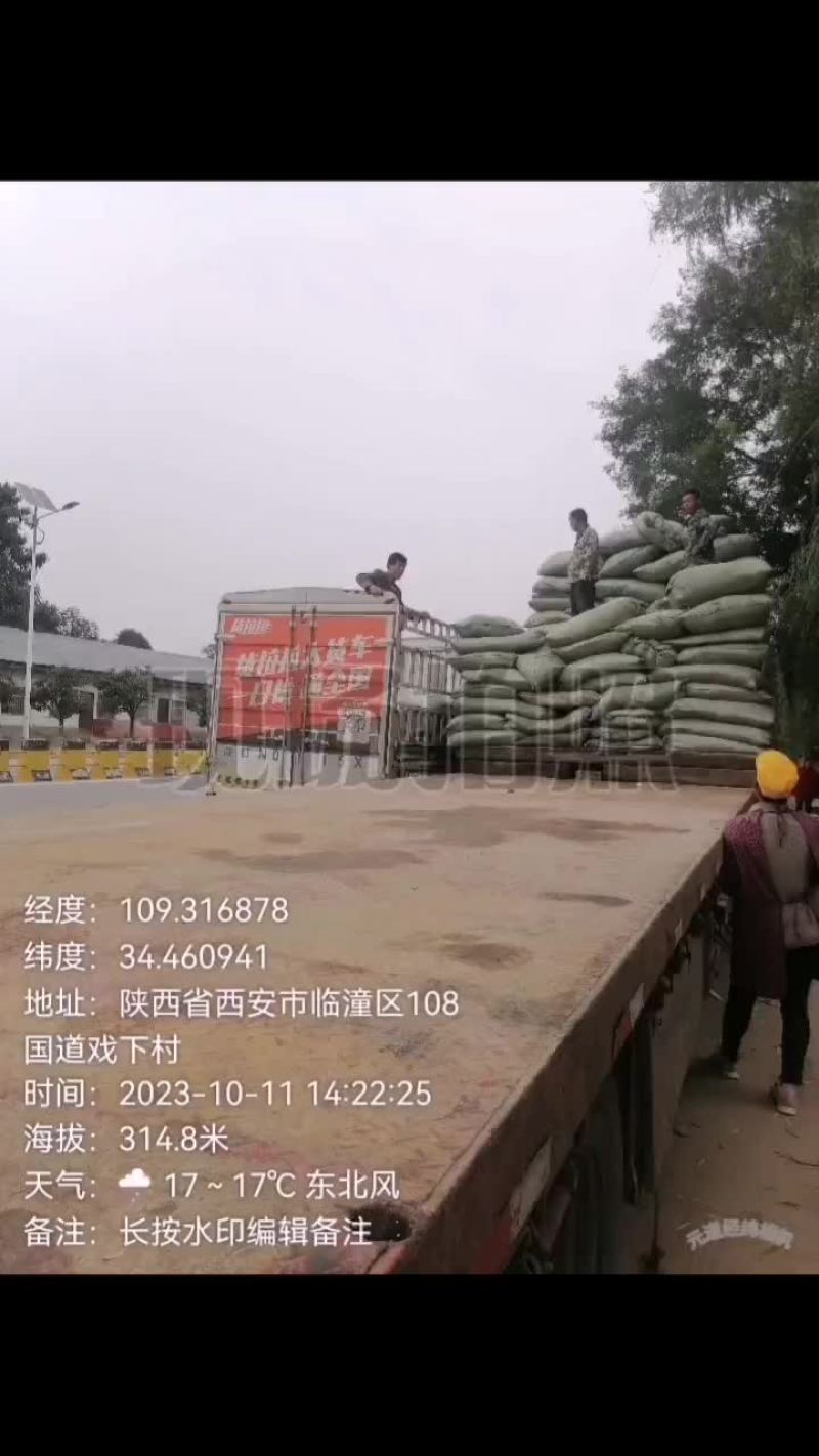 产地直发，一手货源，青霜桑叶四百吨