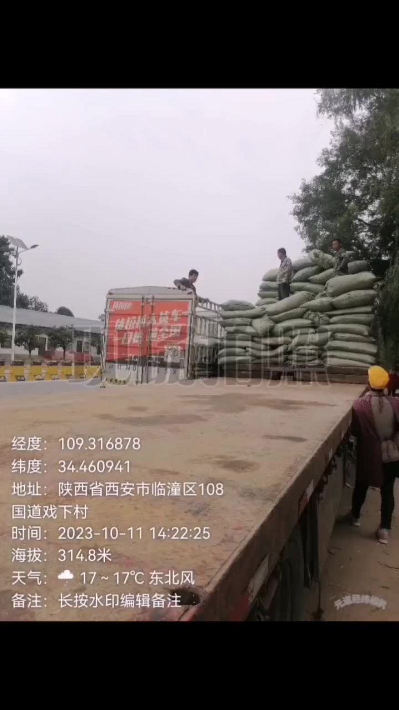 产地直发，一手货源，青霜桑叶四百吨