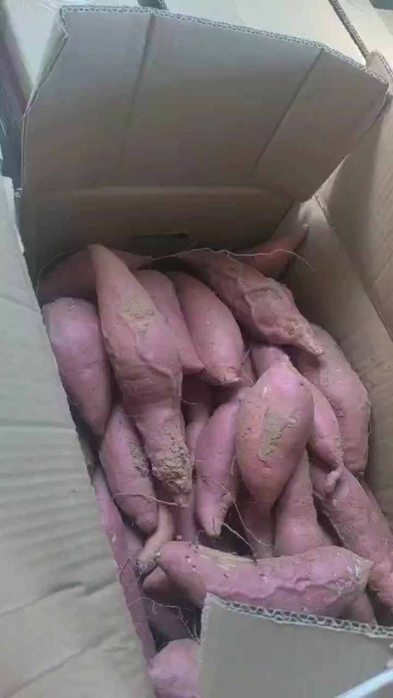 烟薯25