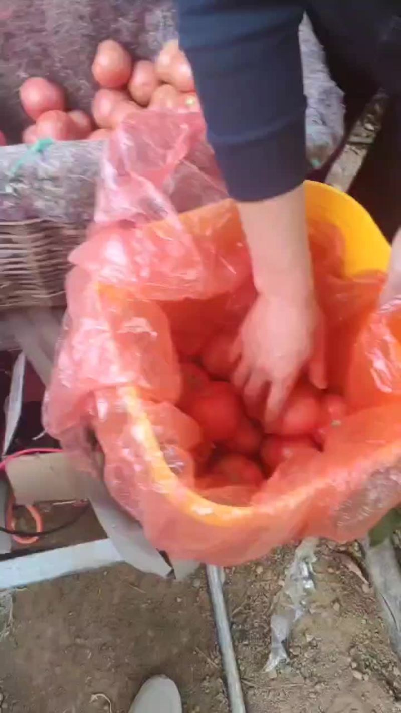 山东德州市齐河县华店镇精品硬粉西红柿大量供应