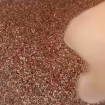 高粱壳
