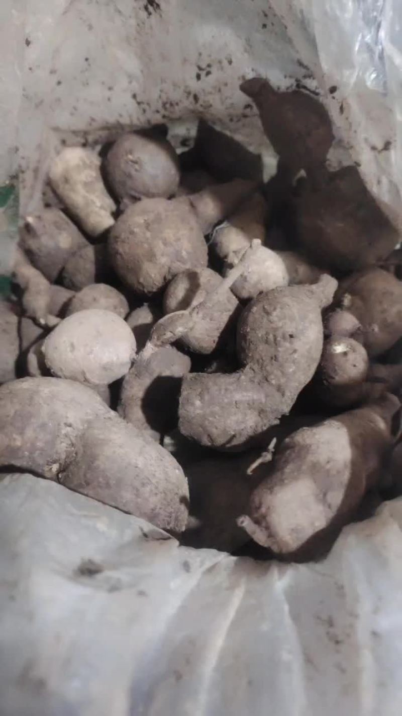 中药材金果榄鲜货地苦胆有需要的联系我。