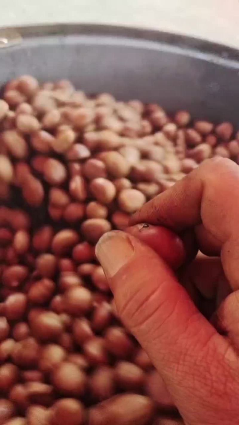 河北迁西板栗自已卖不完