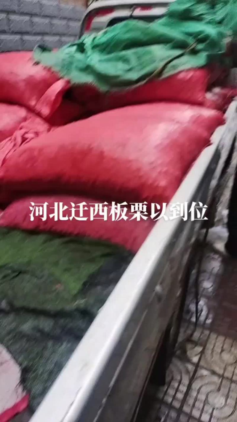 河北迁西板栗自已卖不完