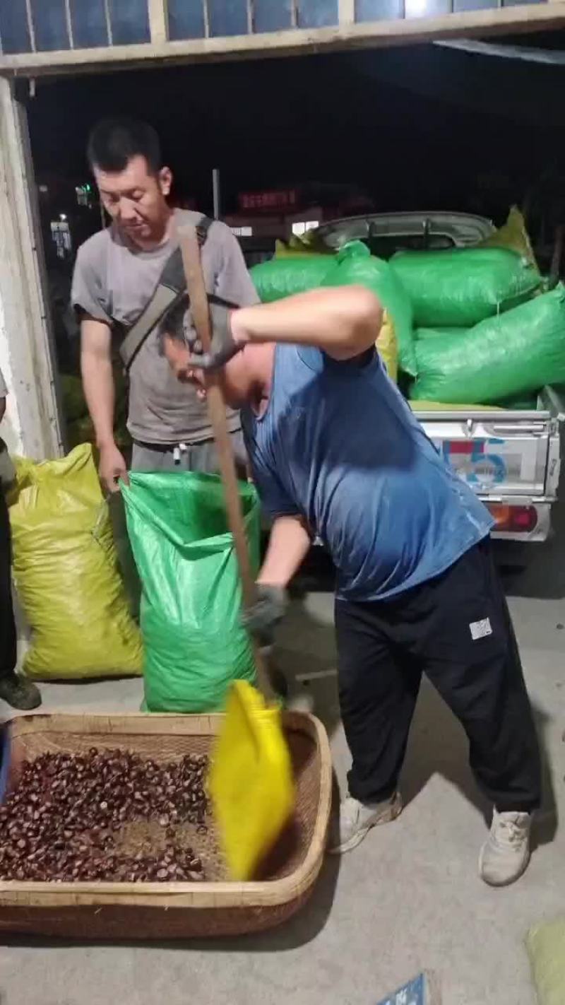 河北迁西板栗自已卖不完