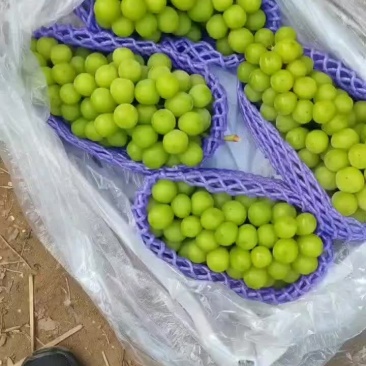 阳光玫瑰大量供应