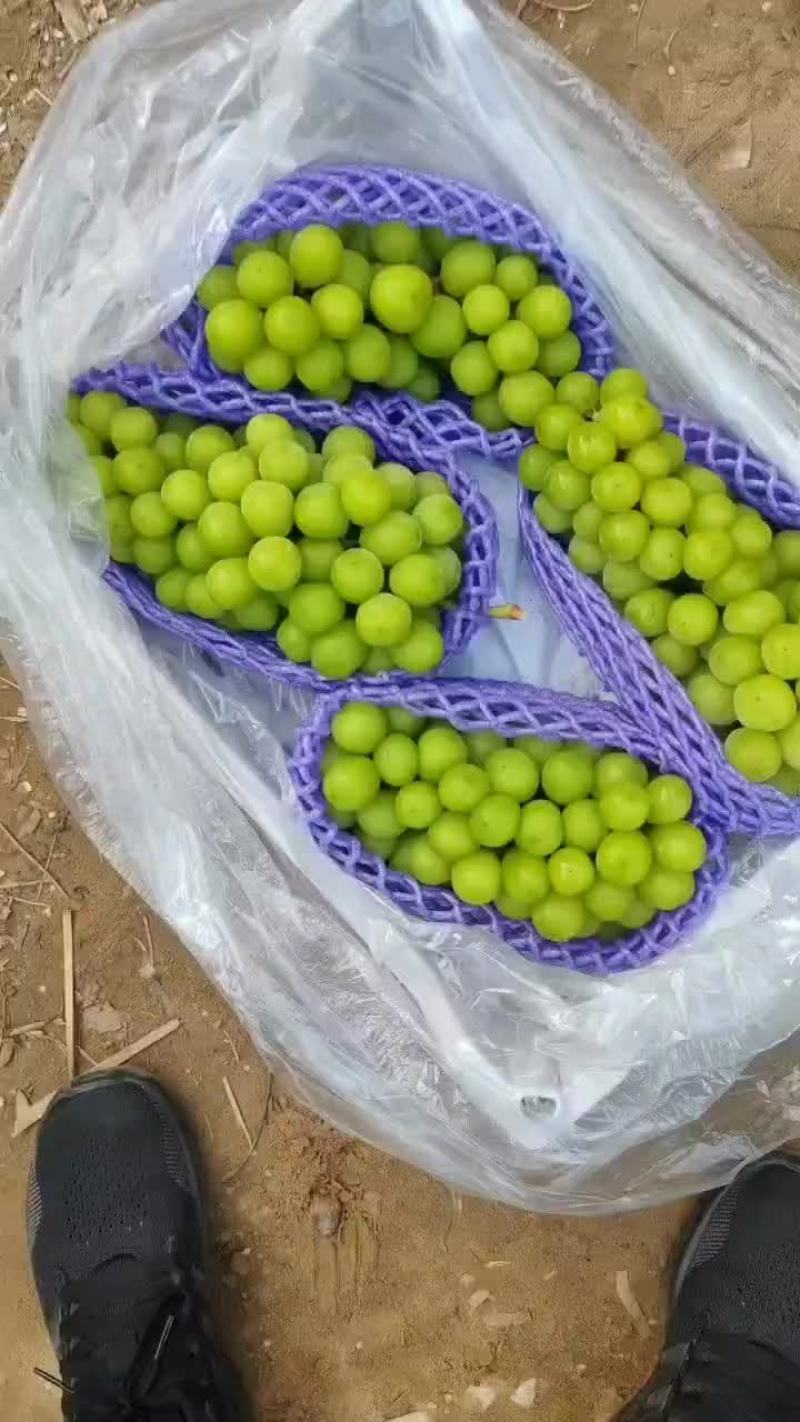 阳光玫瑰大量供应