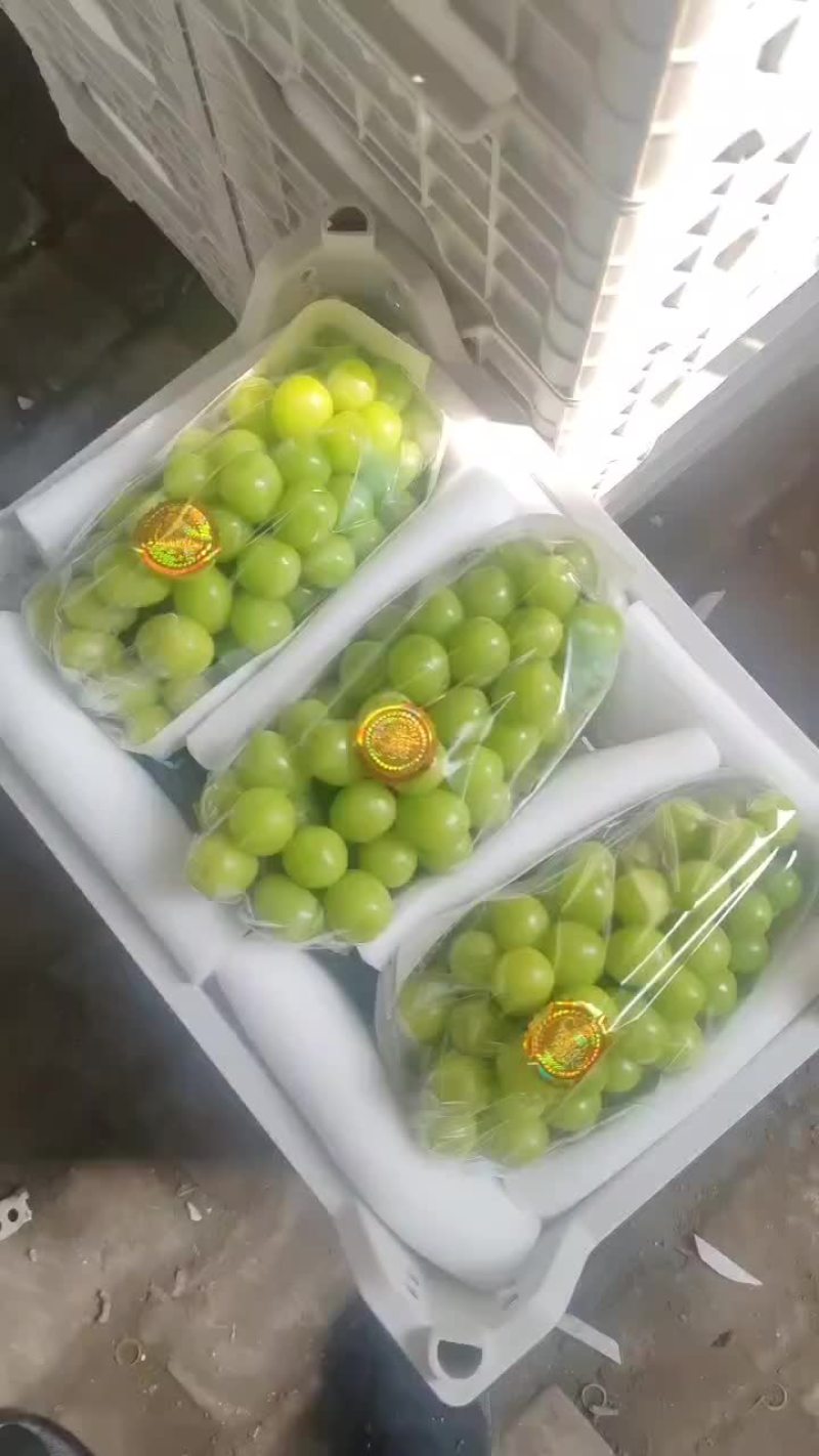 阳光玫瑰大量供应