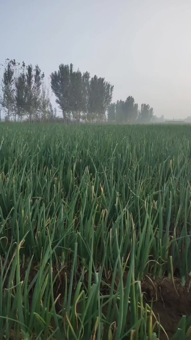 长白大葱