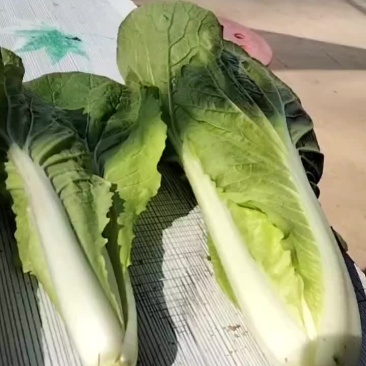 小白菜