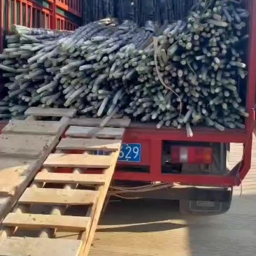 广西甘蔗每天都在走货