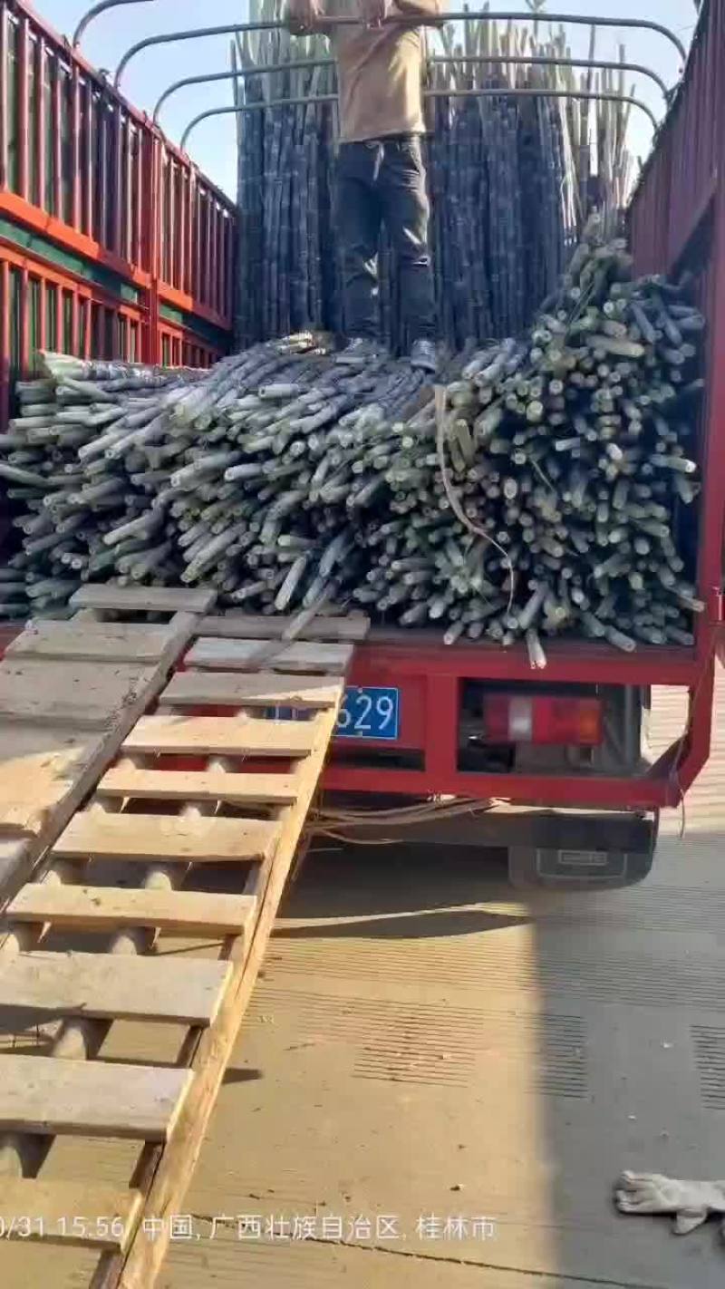 广西甘蔗每天都在走货