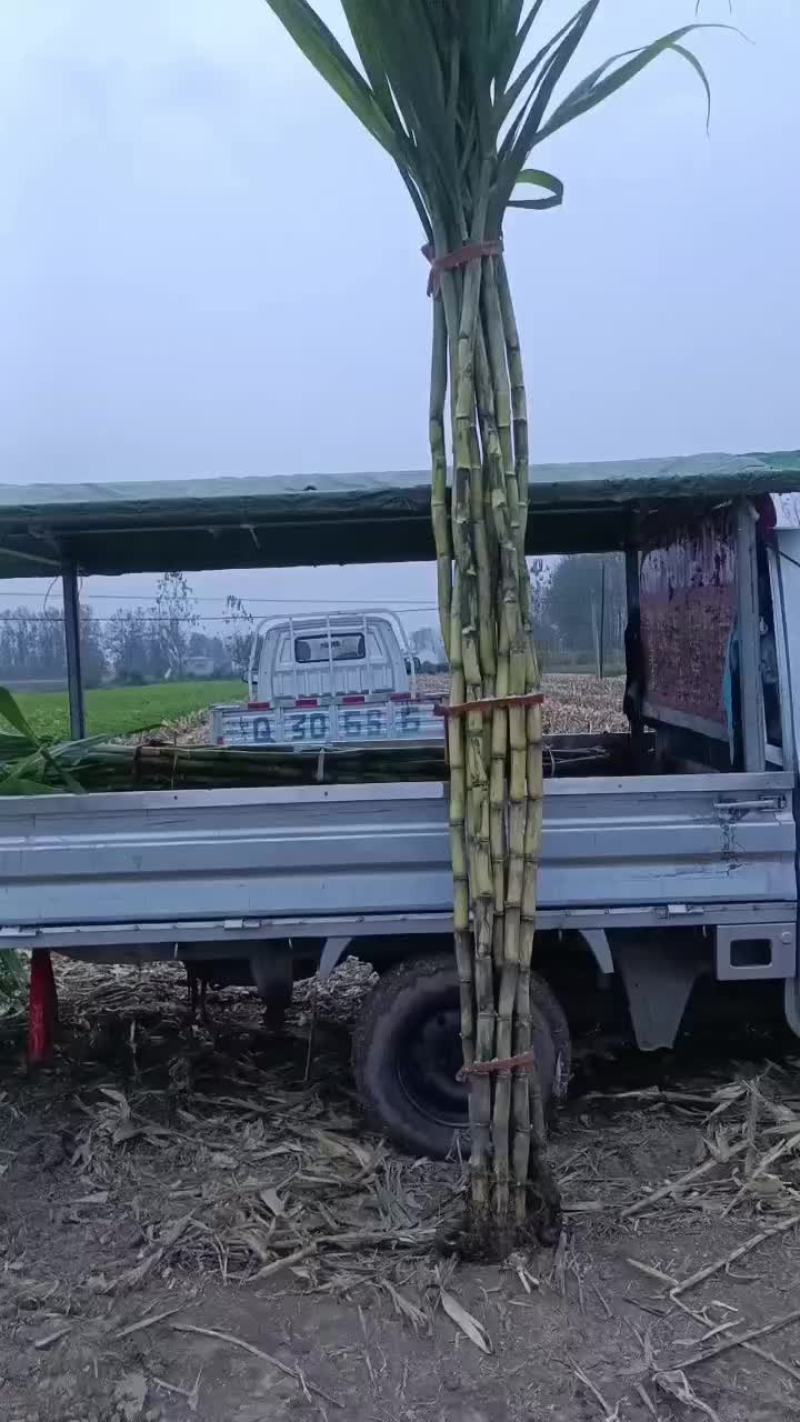 景茹种植农民专业合作社、黑皮甘蔗种植基地、正在上市中