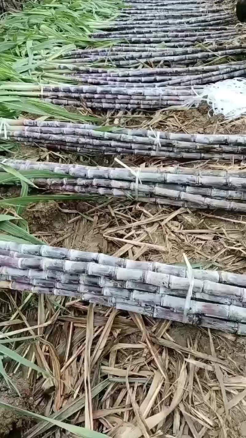 景茹种植农民专业合作社、黑皮甘蔗种植基地、正在上市中