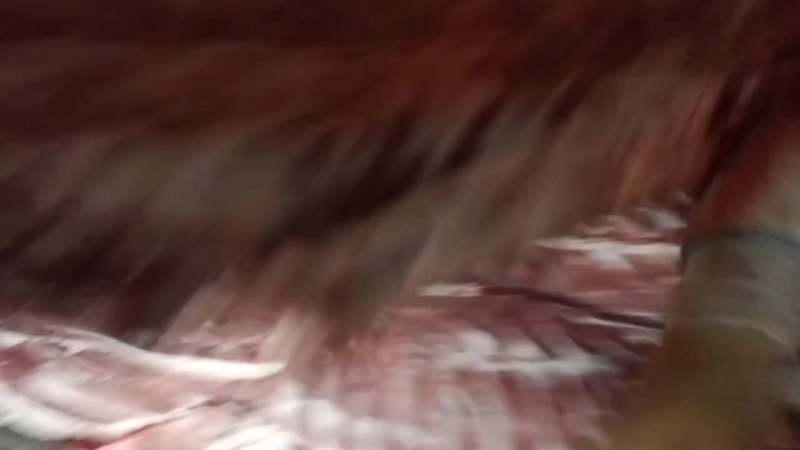 厂家直销，每天分割1000头猪当天现杀现屠宰得新鲜猪