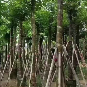大量秋枫5至15分基地直销