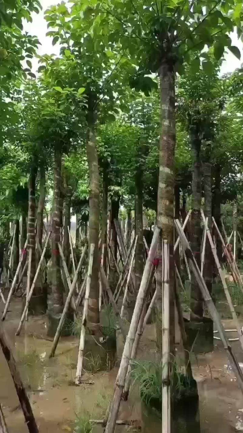 大量秋枫5至15分基地直销