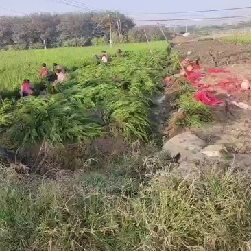 小龙柏