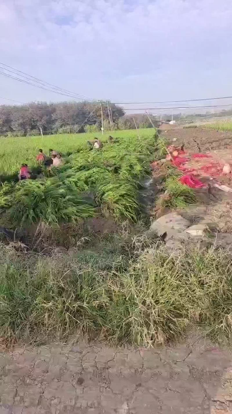 小龙柏