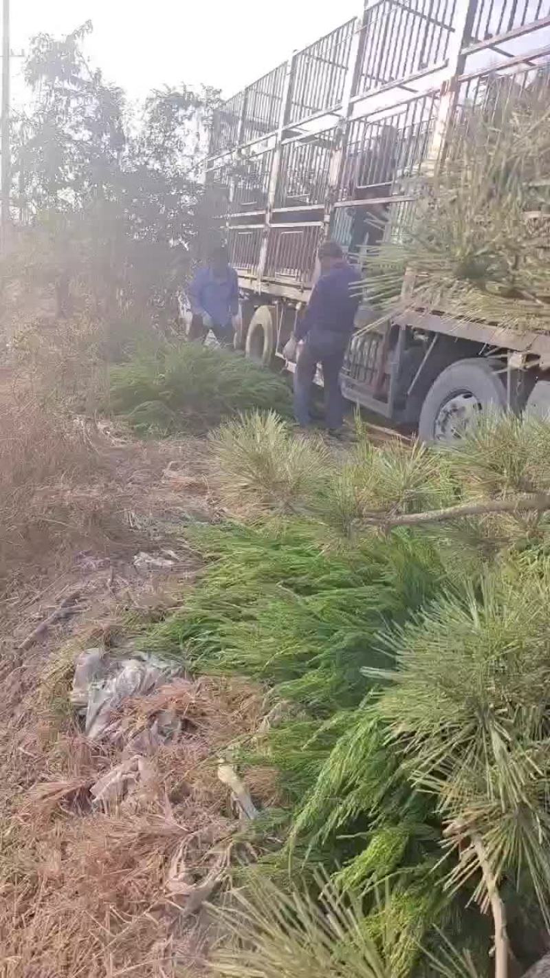小龙柏