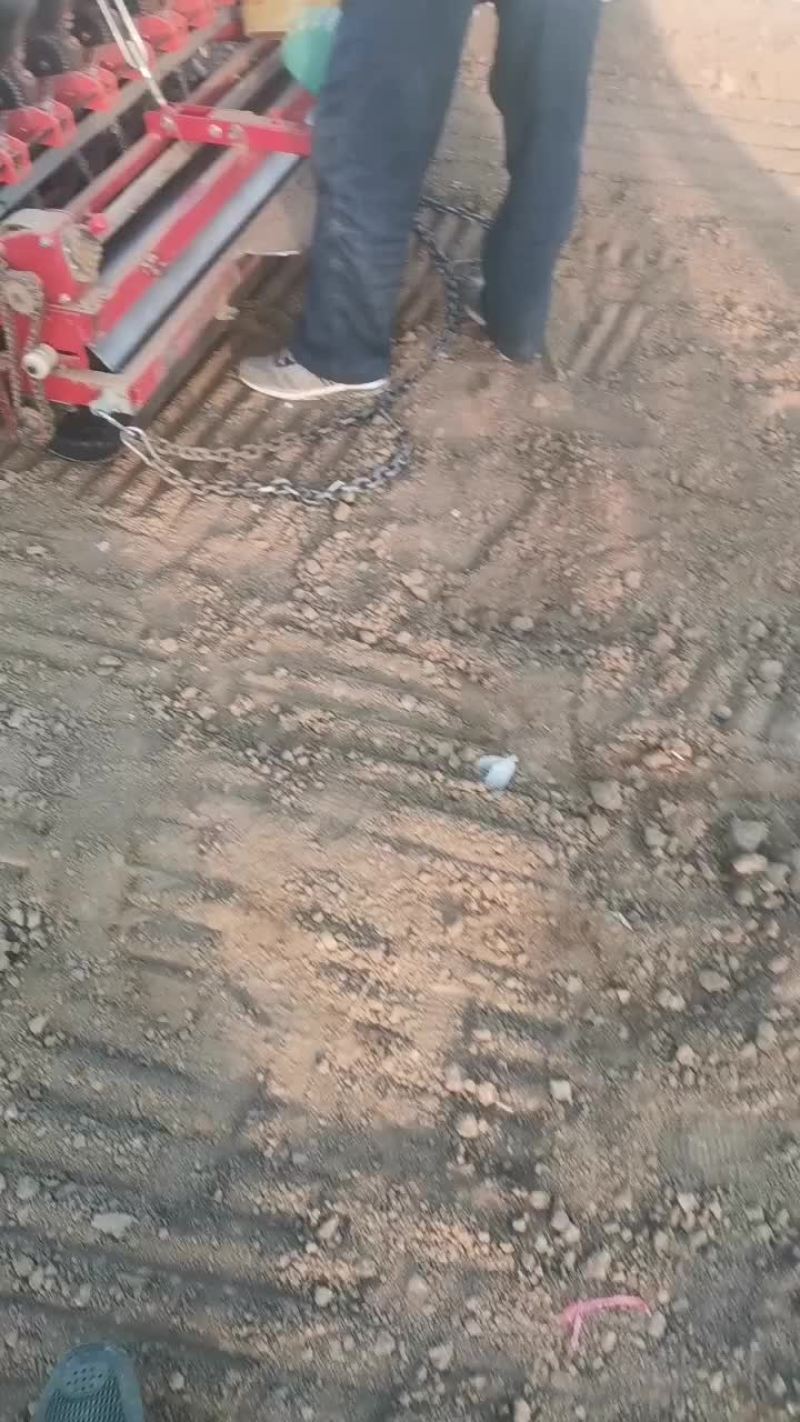 育葱苗