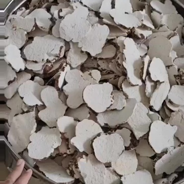 虎奶菌片