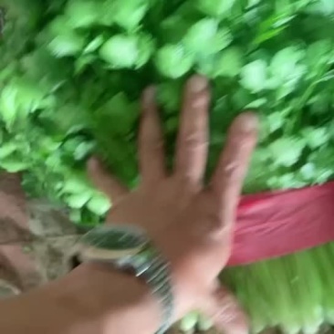 香菜