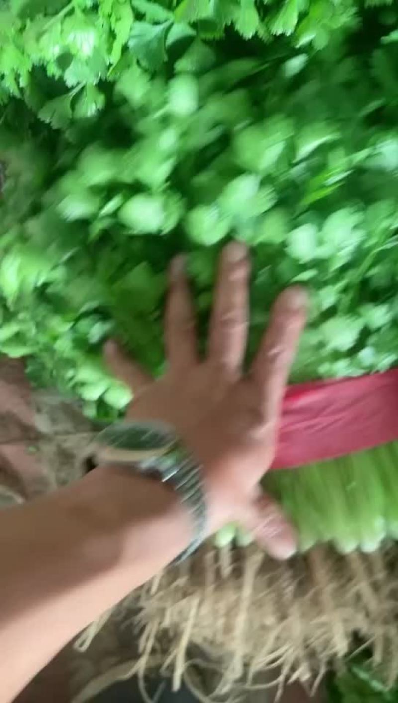 香菜