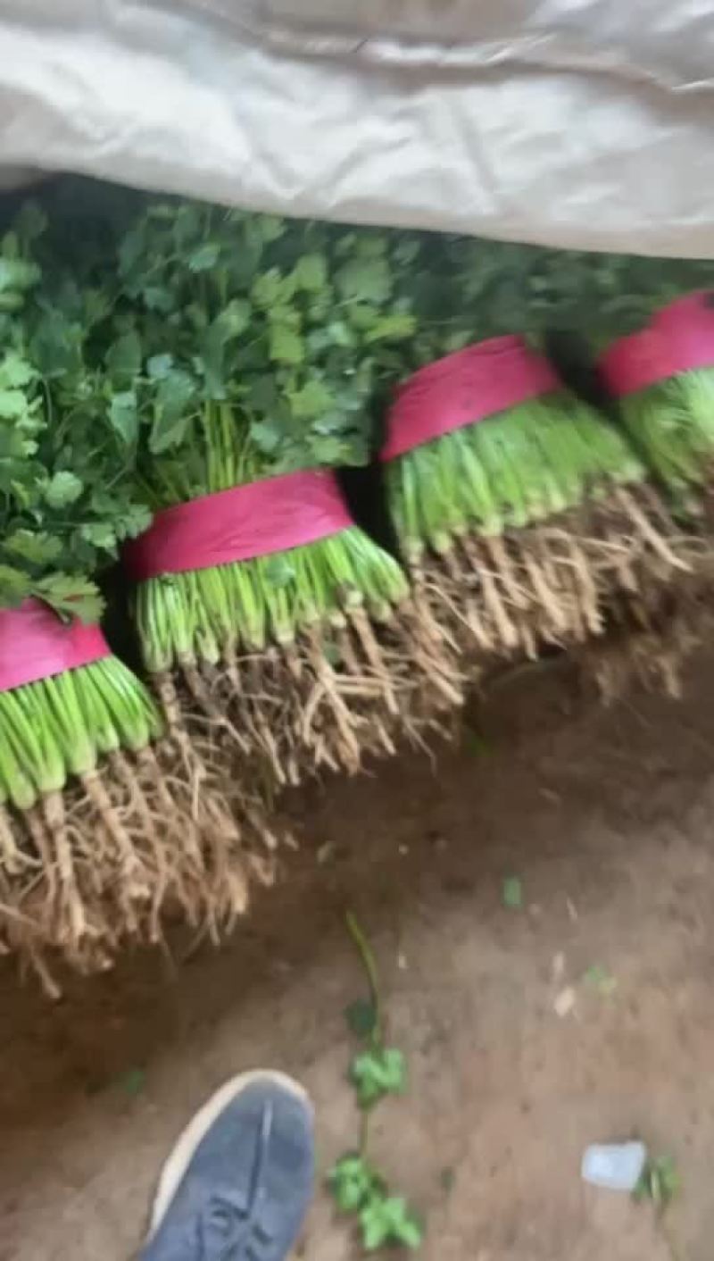 香菜