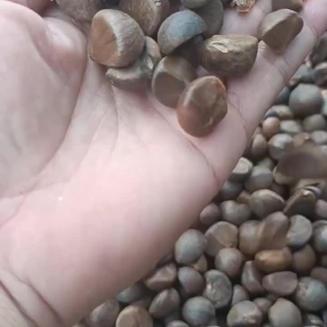 老树茶油籽