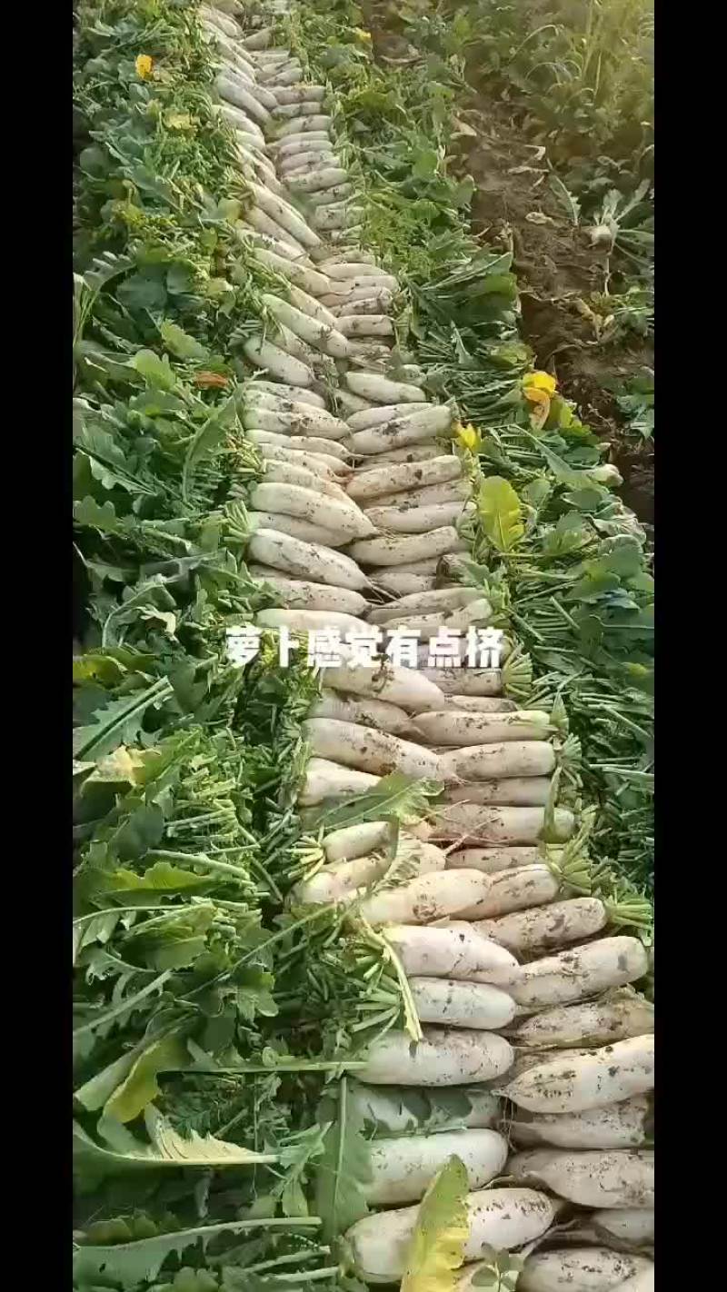 1.5到2.5斤