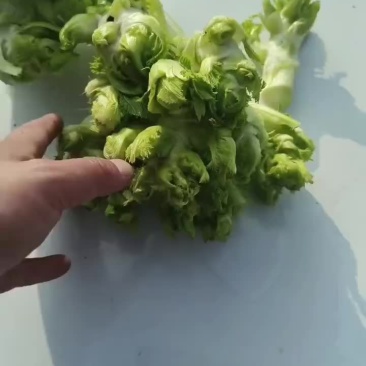 儿菜