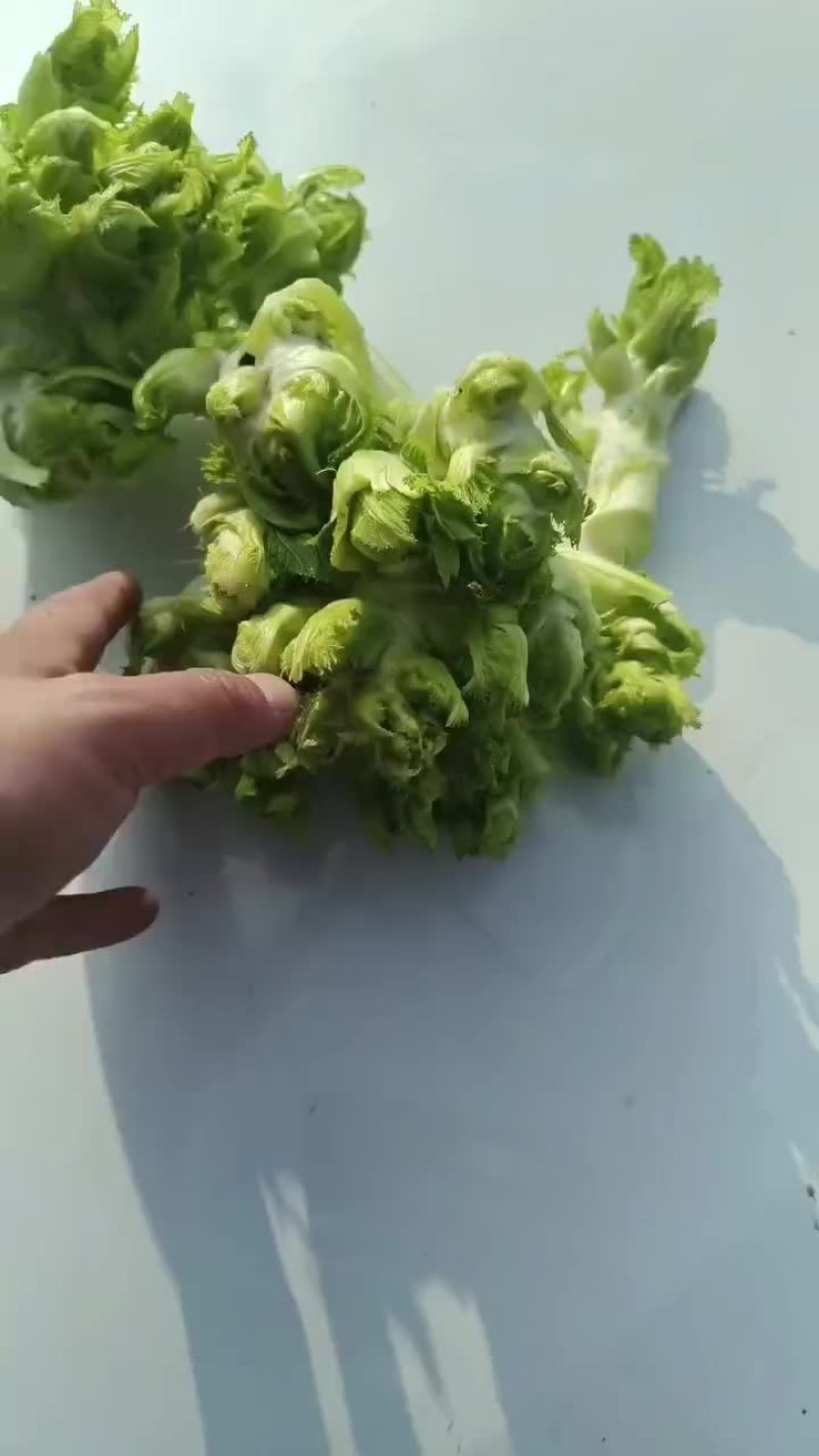 儿菜