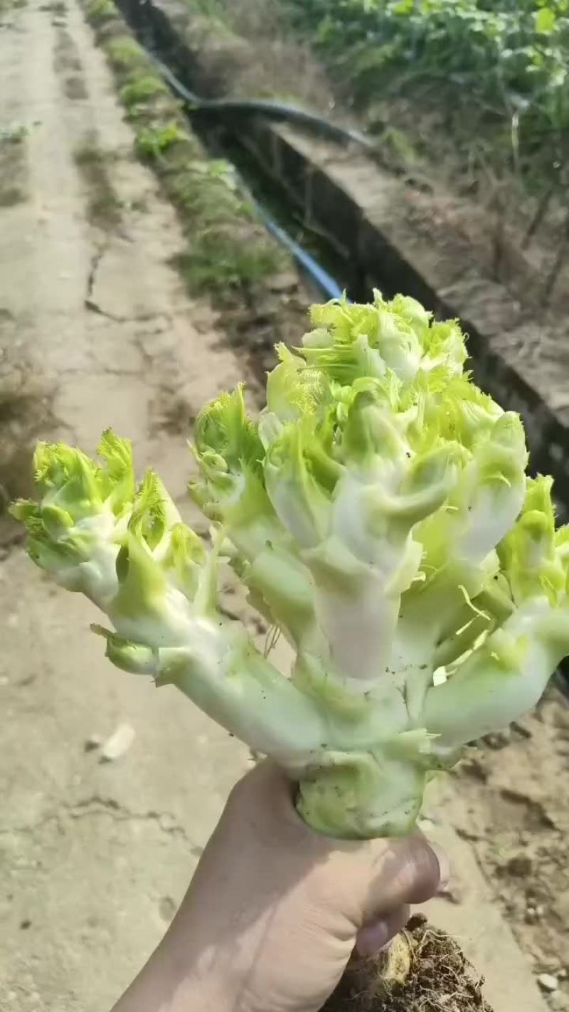 儿菜