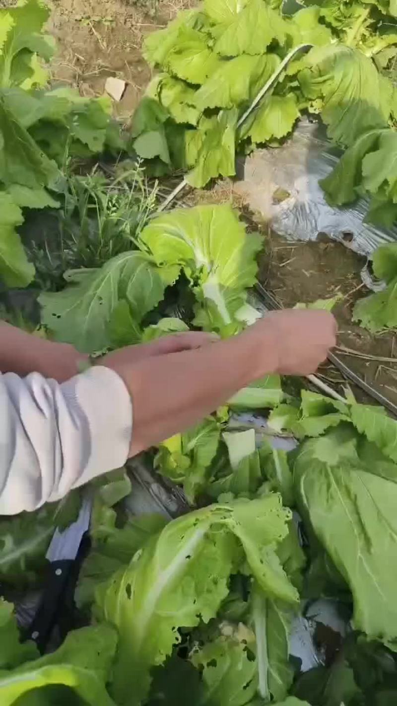 儿菜