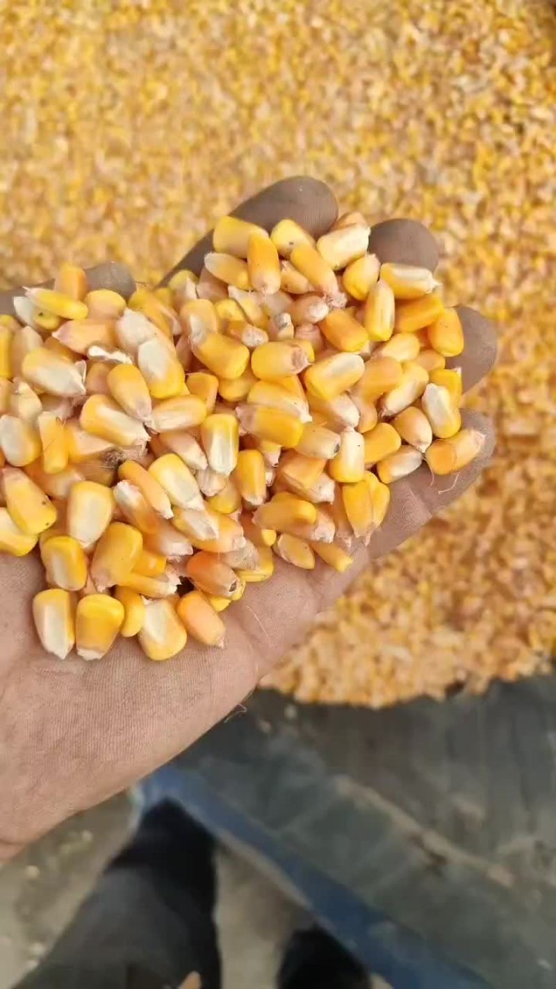 东北吉林潮粮大量上市有需要的联系，大量有货