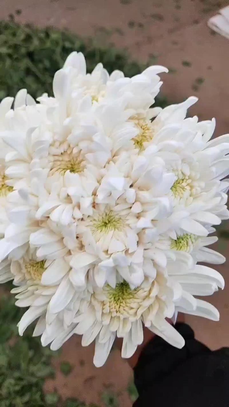 白菊花精诚独杆白菊独杆精诚