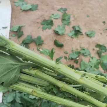 白菊花精诚独杆白菊独杆精诚