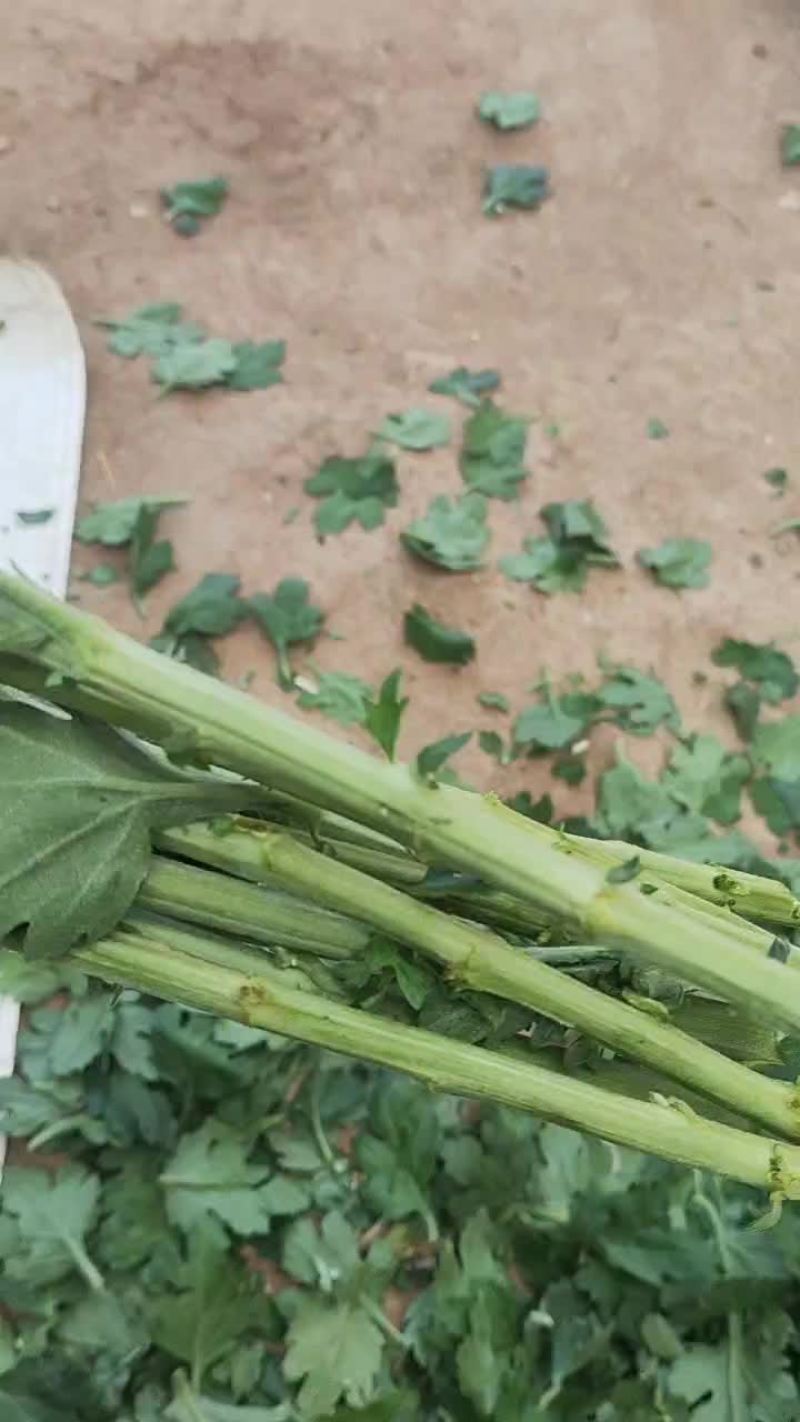 白菊花精诚独杆白菊独杆精诚