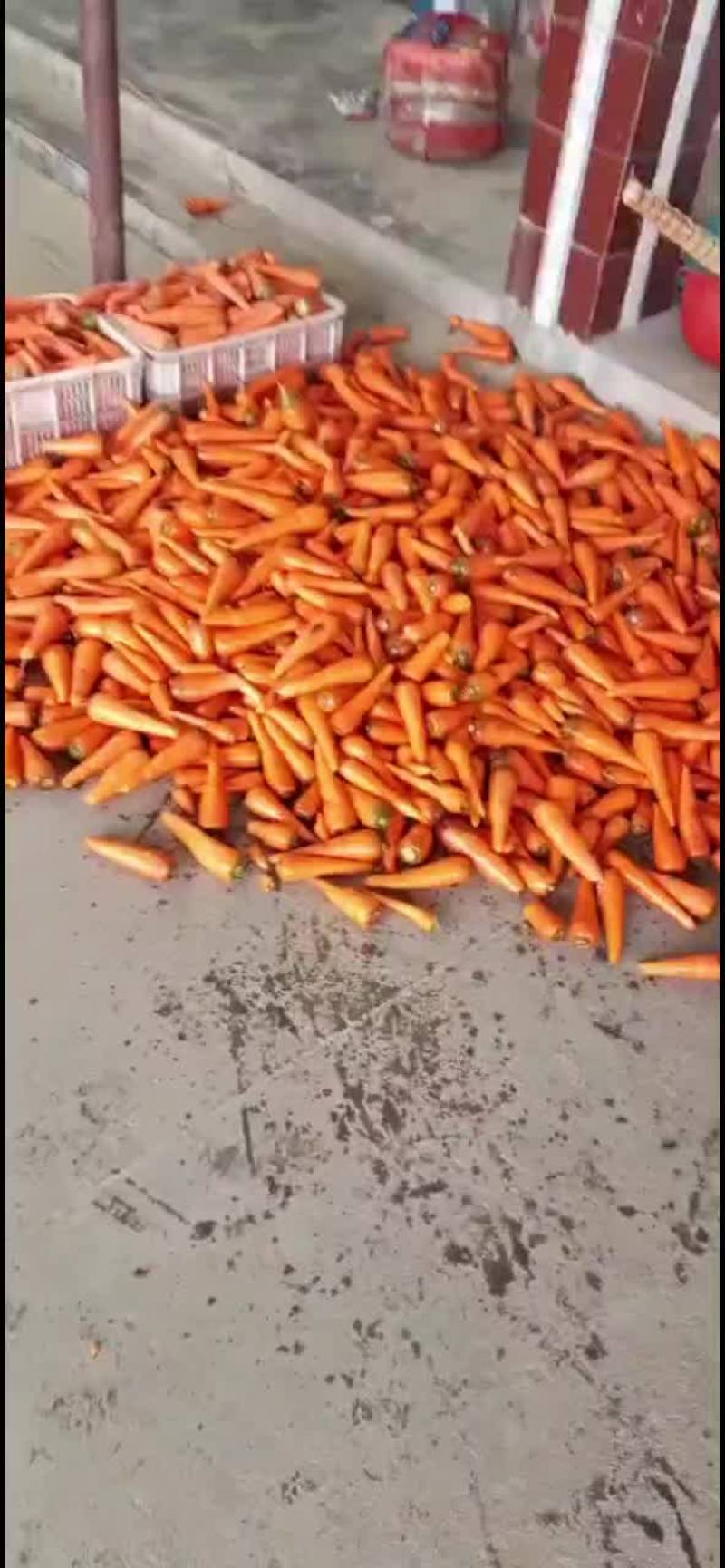 东台胡萝卜大量上市，价格便宜！