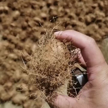 毛薯种植毛薯成品都有