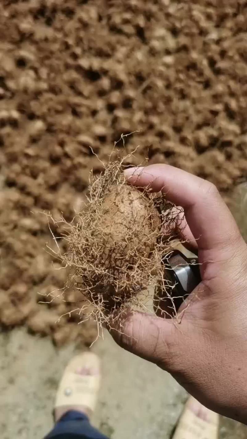 毛薯种植毛薯成品都有