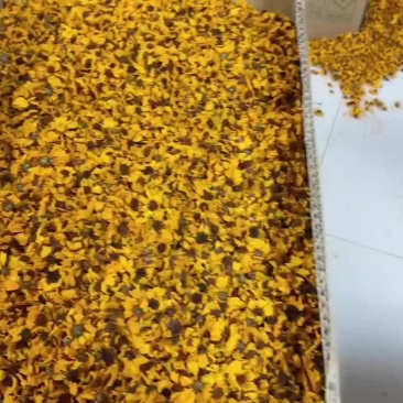 昆仑山雪菊