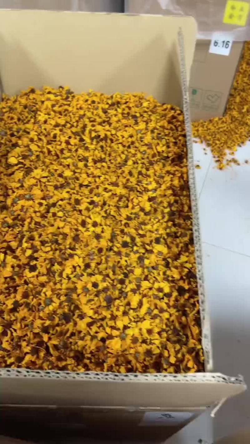 昆仑山雪菊