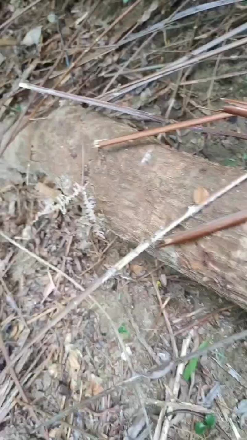 大深山野生过江龙