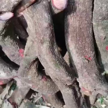 大深山野生过江龙