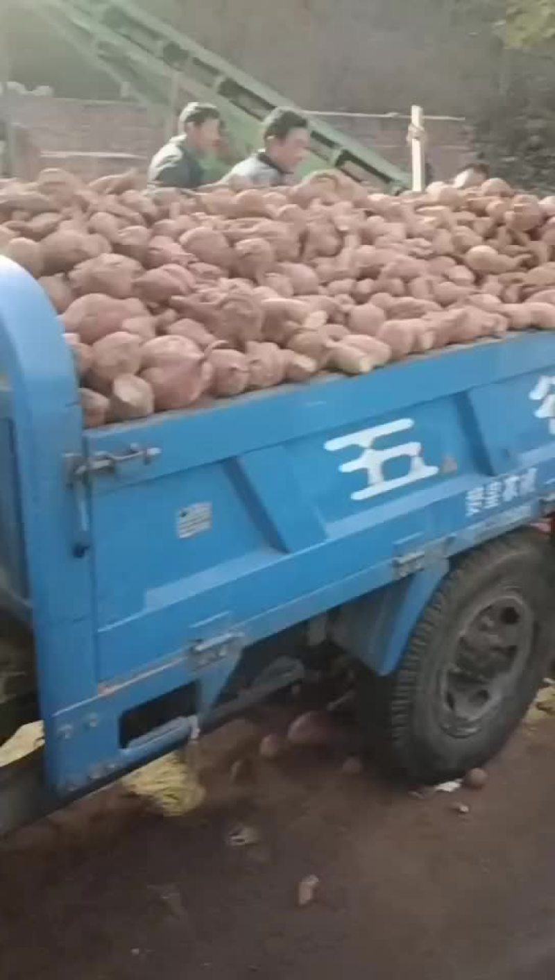 纯红薯淀粉